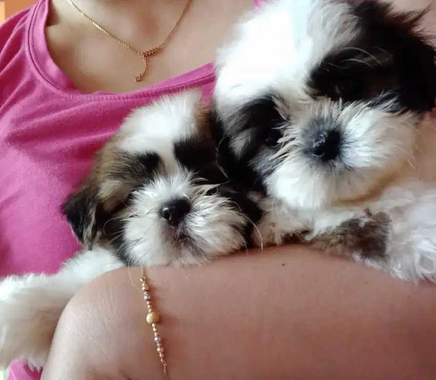 Anak Anjing Shihtzu Mini Puppy