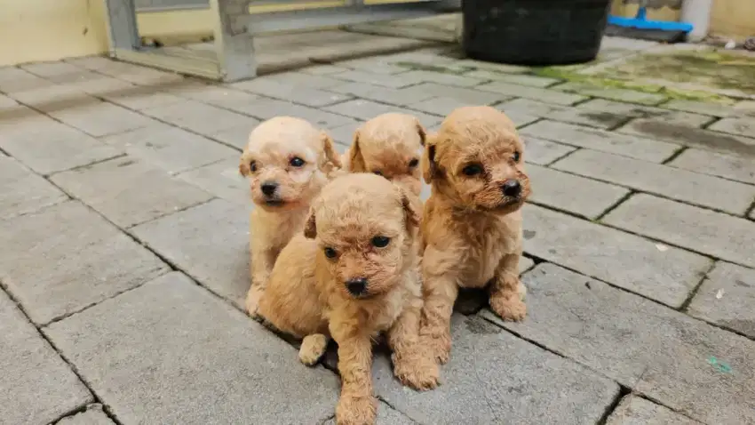 STANBUM PERKIN ANJING TOY POODLE MURAH