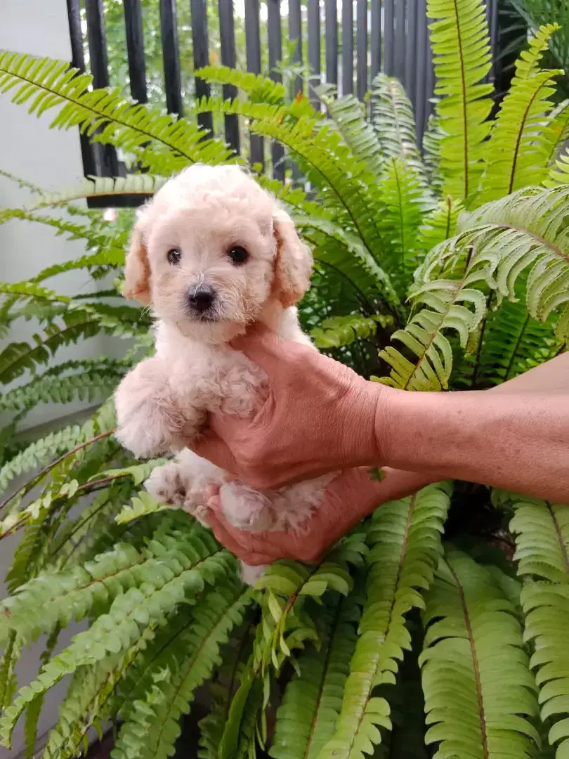 Dijual anakan toy poodle