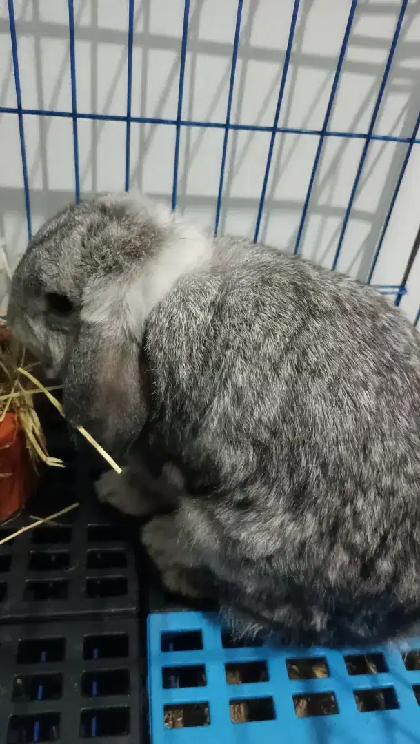 Kelinci Holland Lop Jantan