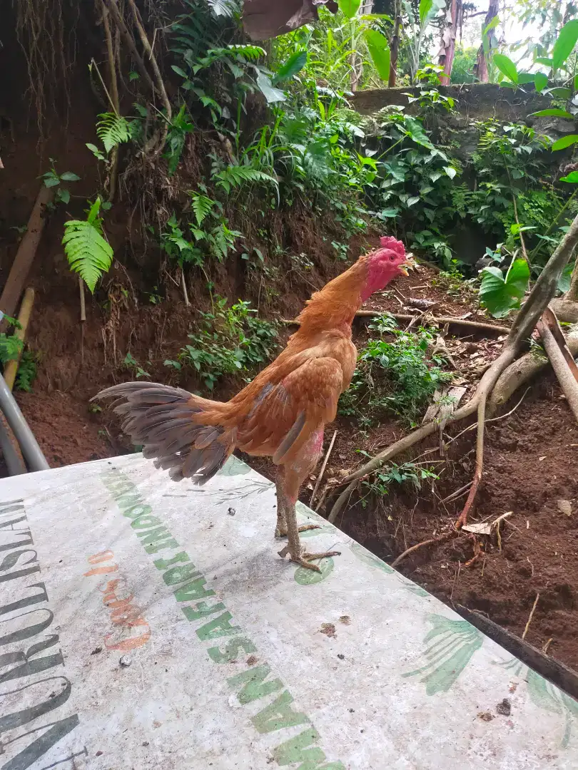 Ayam Pama bulbi ori