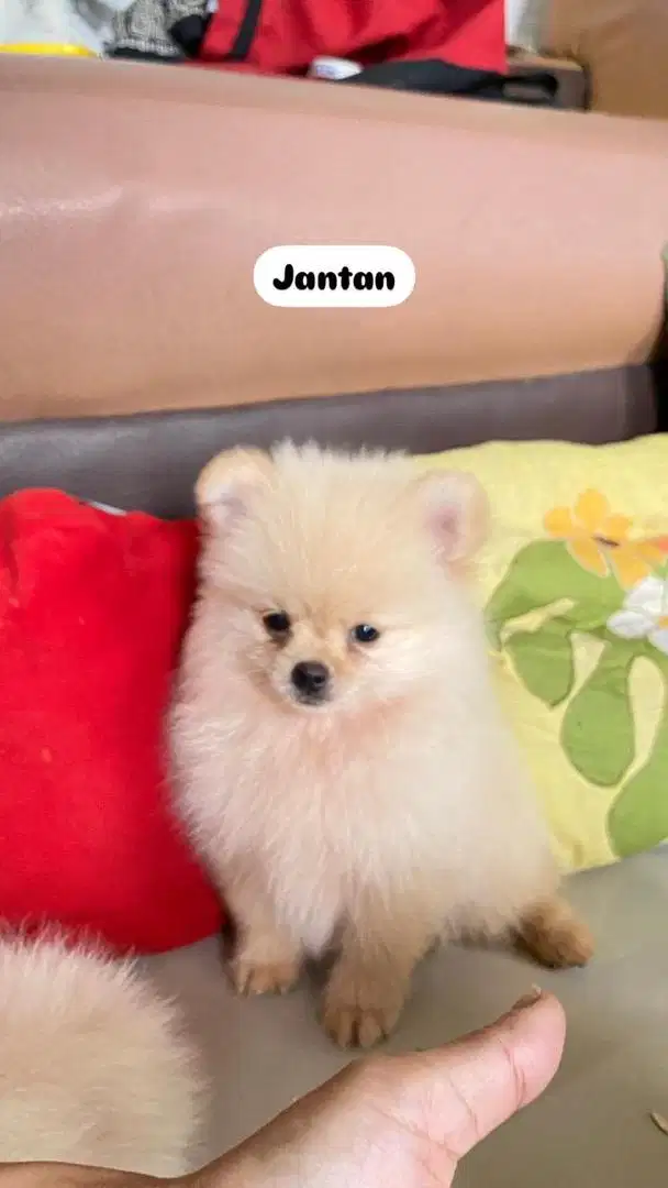 Supermimipom Jantan dan betina non stb non vaksin