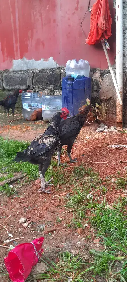 Ayam Pelung Sepasang