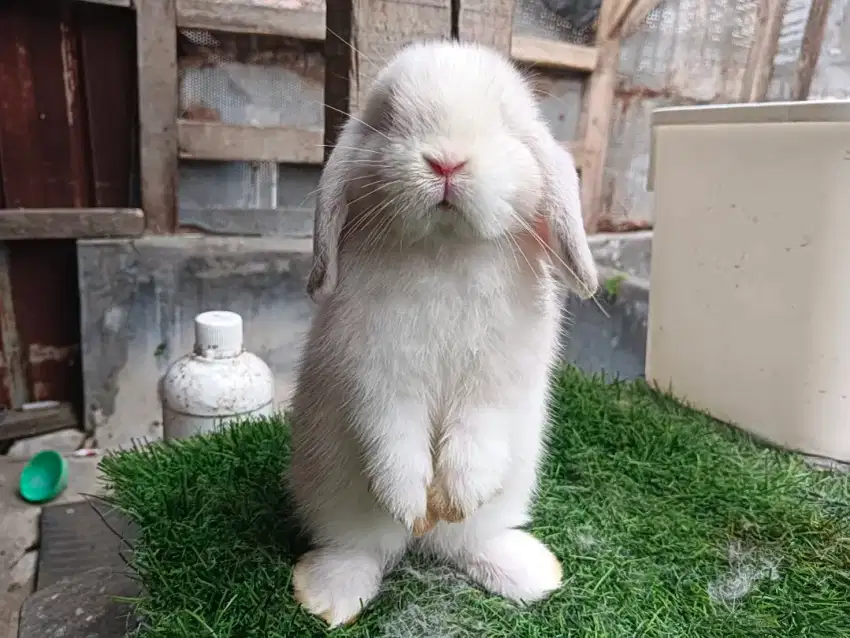 Kelinci holland lop vm frosty jantan usia 3 bulan