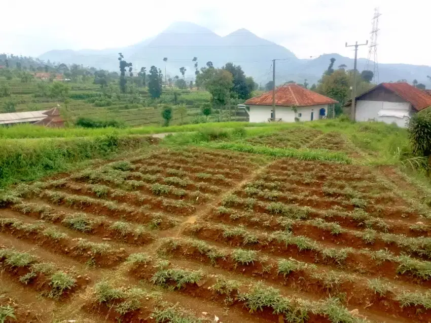 Jual Lahan Kebun Cimaung Cikalong Kab. Bandung