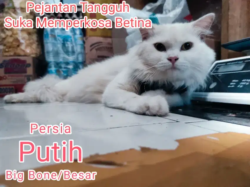 Kucing Persia Pejantan Tangguh Putih Salju Bonus Himalaya Indukan