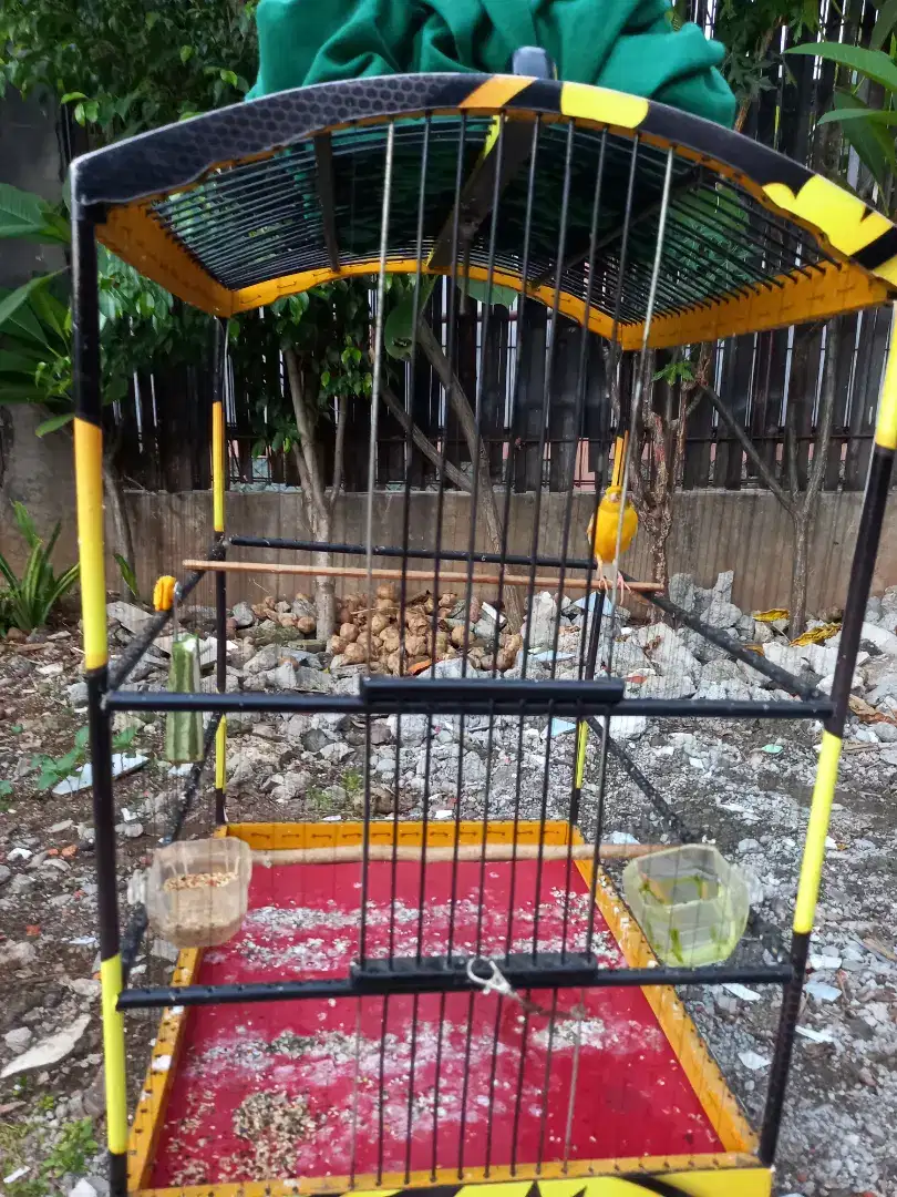 Burung kenari gacor/borongan