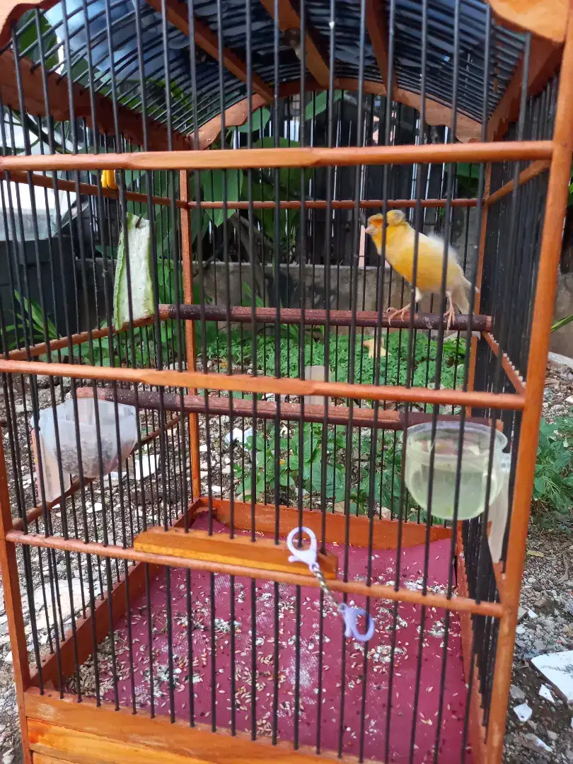 Burung kenari gloster gacor/borongan