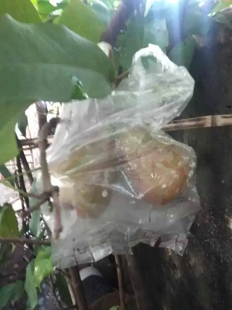 tabulampot Jambu Dalhari lagi buahan