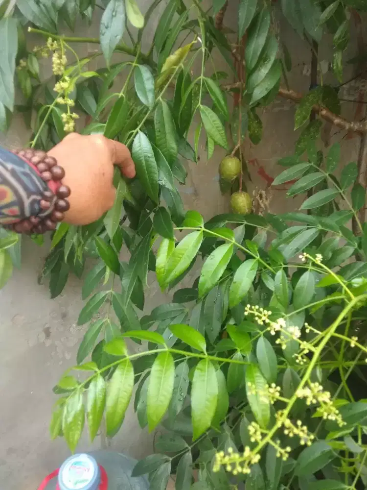 Tabulampot kedondong mini buahan