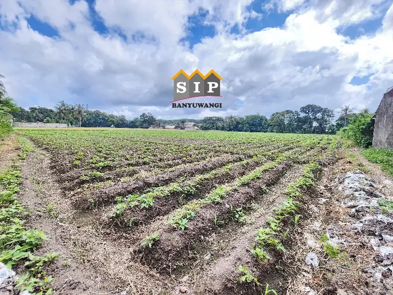 Dijual Sawah Aktif di Benculuk , Cluring Banyuwangi