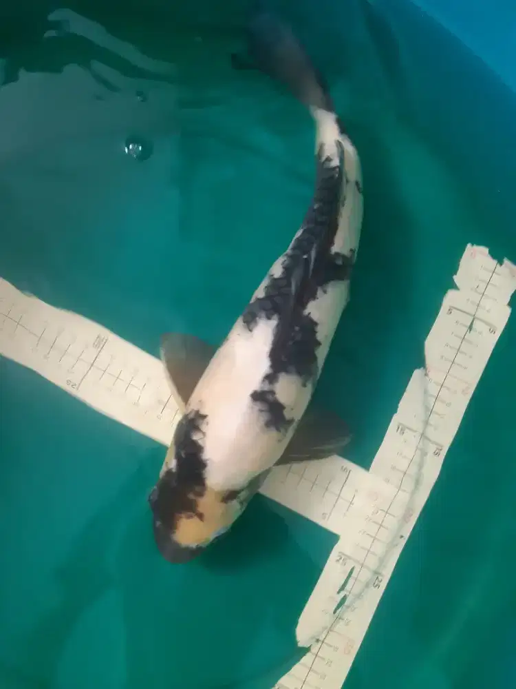 Ikan koi Shiro 43cm bagus pola original