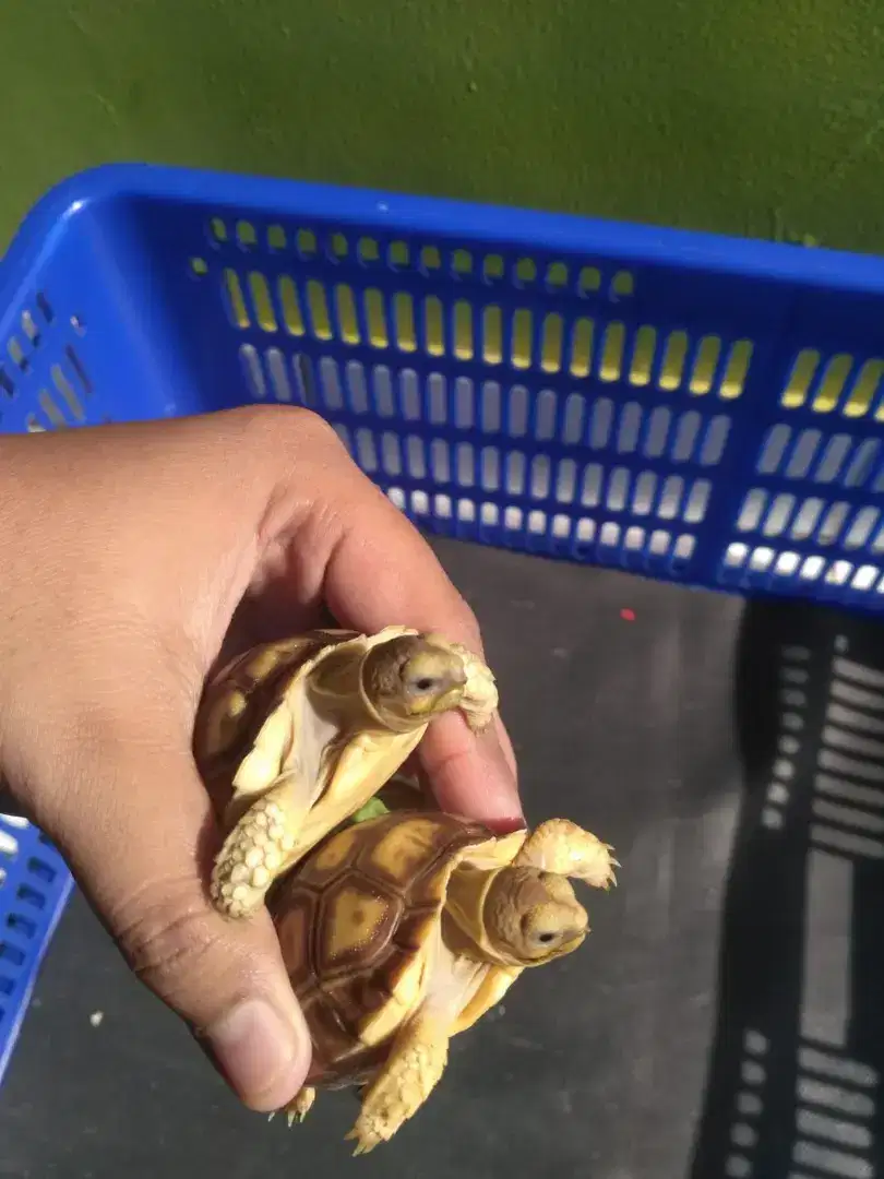 sulcata baby sehat