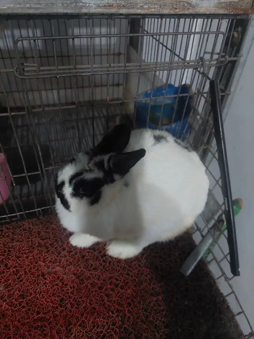 Kelinci Netherland Dwarf Betina