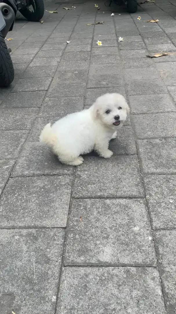 Mini Bichon frise puppy stambum