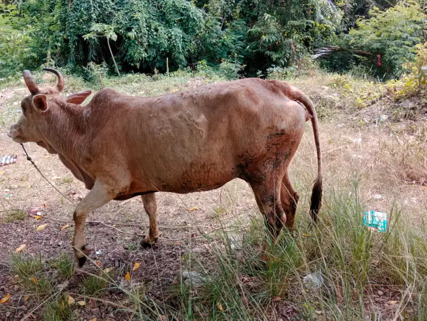 Jual Sapi betina