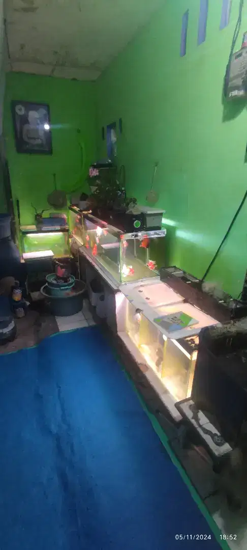 Aquarium Ikan Koki Jumbo