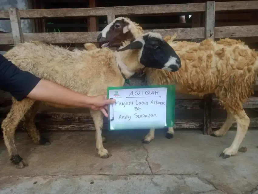 Jual kambing domba aqiqah, paket aqiqah, hidup, potong cacah, dll.