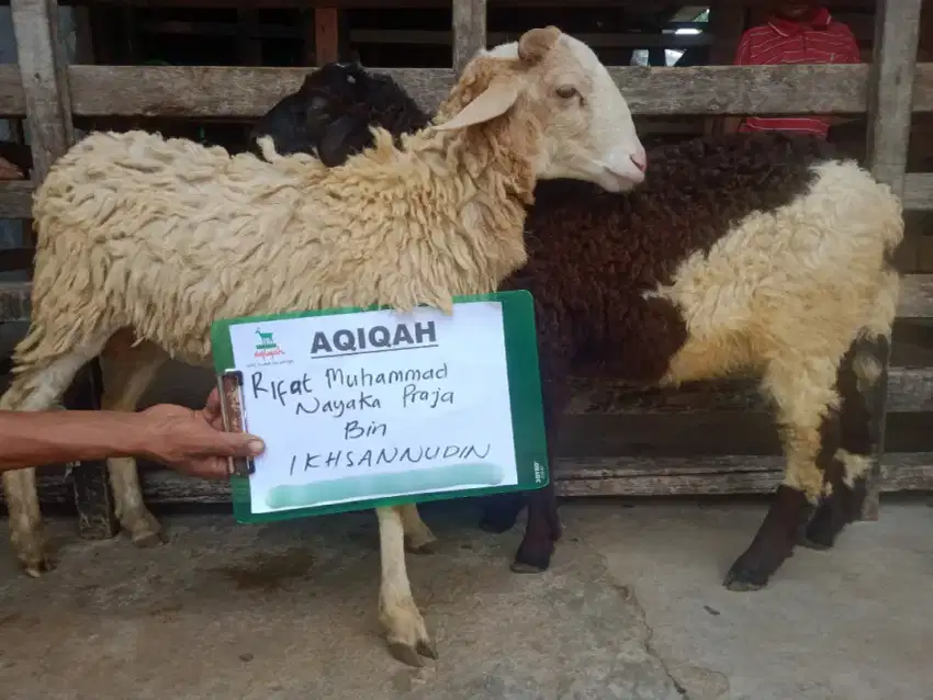 Jual kambing domba aqiqah, hidup, potong cacah, paket aqiqah, dll.