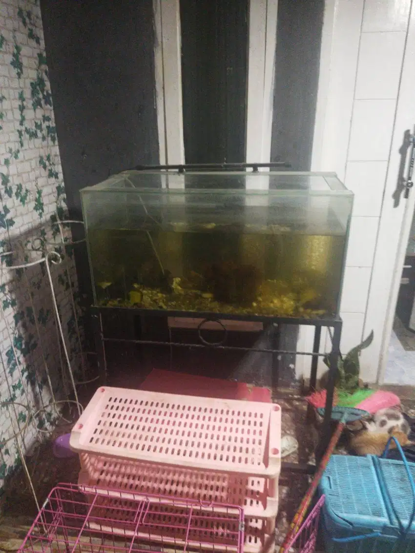 Aquarium ikan hias taman