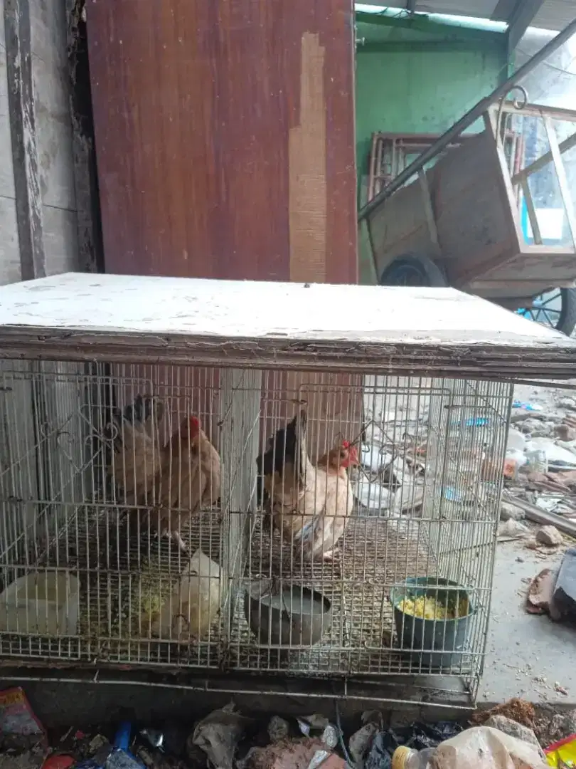 Ayam Kate Serama indukan