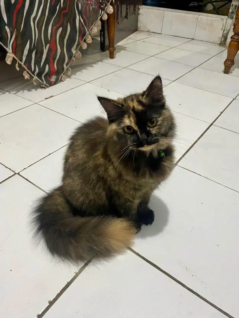 Kucing persia warna tortie