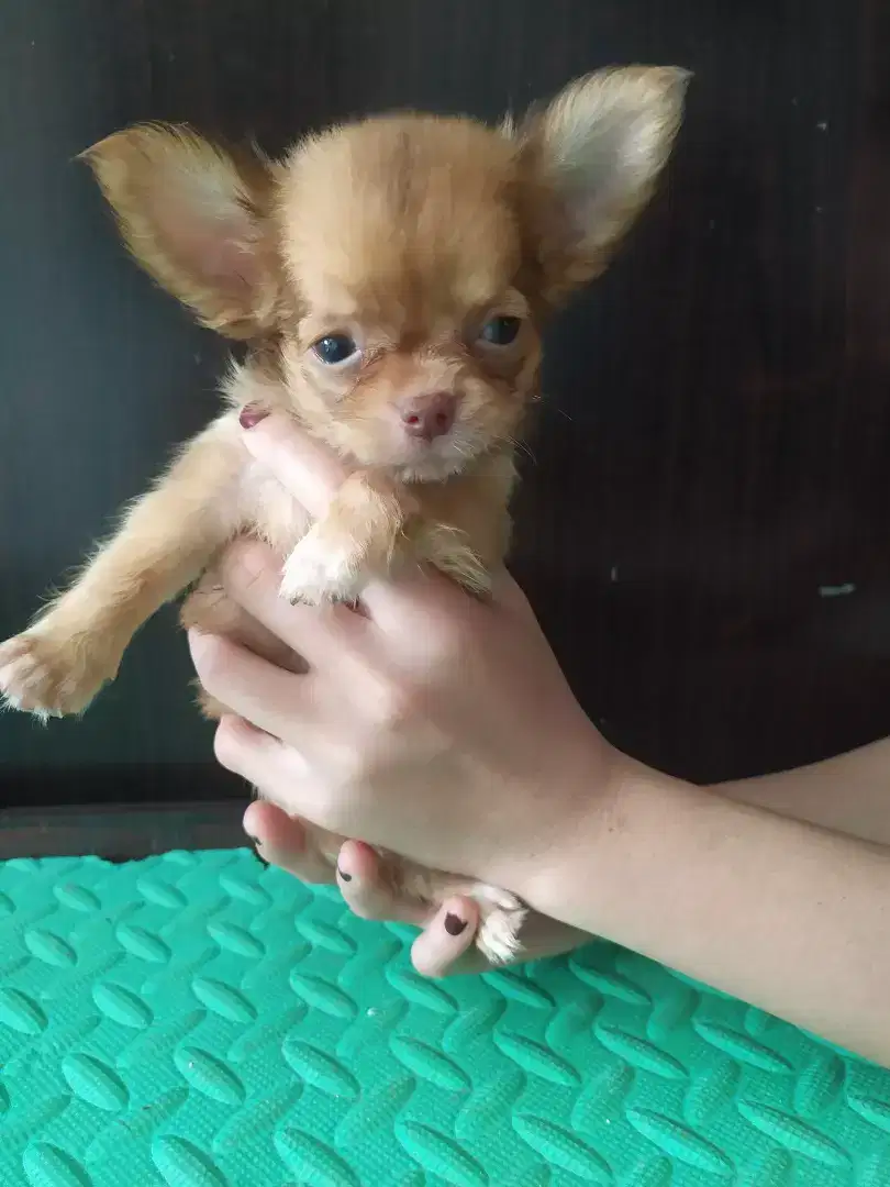 Anak anjing chihuahua betina