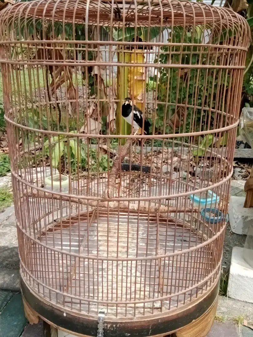 Jual jalak suren