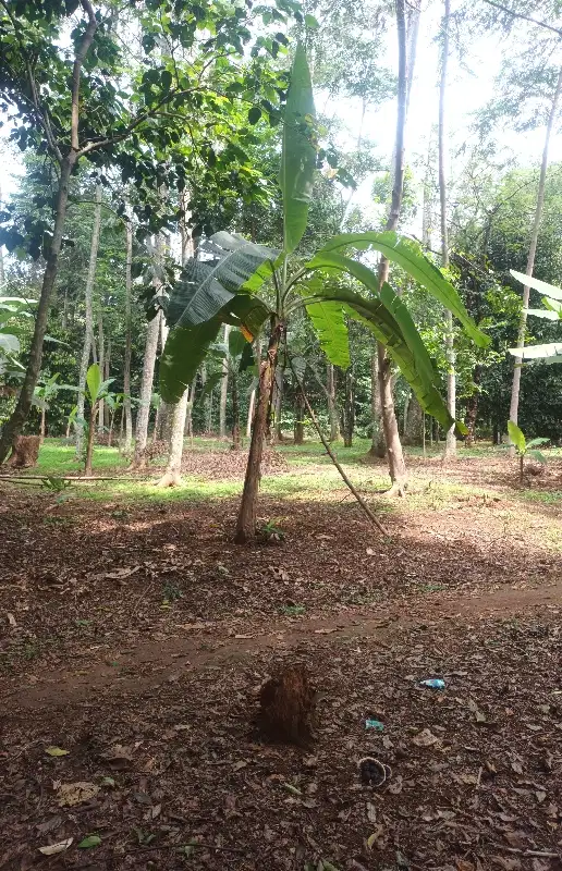 jual tanah kebun durian dll