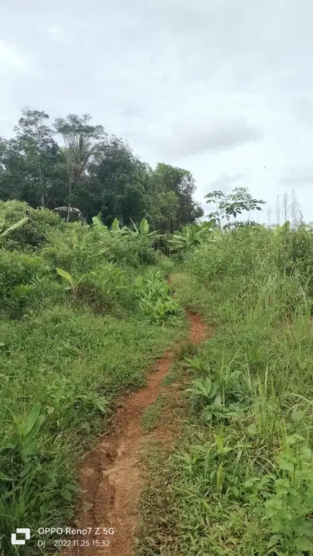 Tanah Dijual Di Pandeglang Munjul 1.5 Ha  Cocok untuk Kandang Ayam