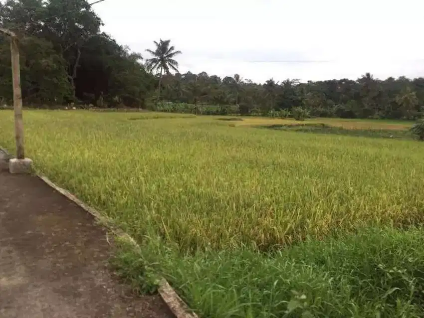 Tanah Sawah Dijual murah di Pandeglang pagadungan 1600 m2