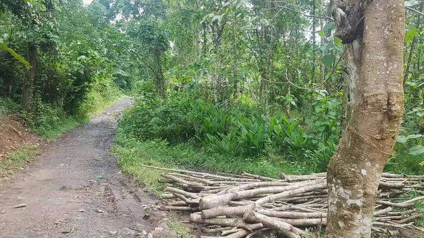 Tanah Dijual Di Pandeglang Banten 2.5 Ha dkt pasar Picung utk palawija