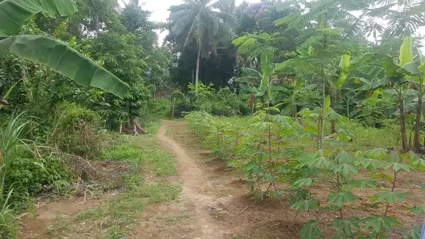 Tanah Murah Dijual Di Pandeglang Banten 4 sd 6 Ha cuma Rp.23000 perak