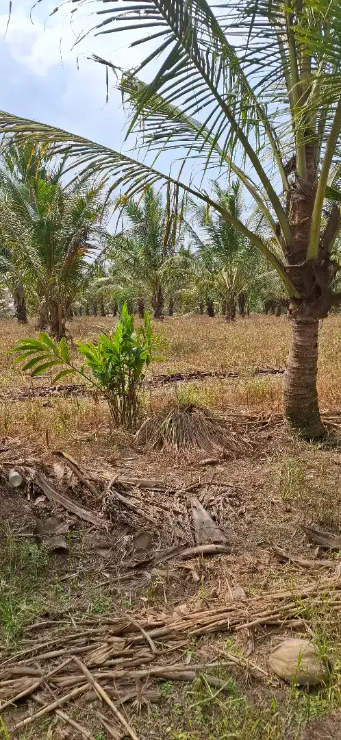 Dijual Tanah Kebon Kelapa 7M Nego Tanpa Perantara