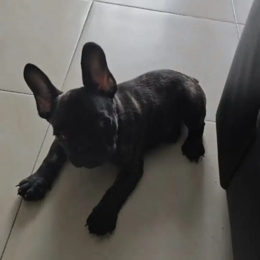 French bulldog Frenchie Puppy