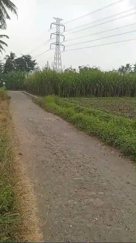 Tanah Sawah Sumber Kradenan Pakis Malang