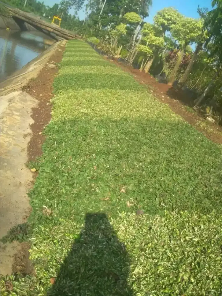 Bunga taman dan rumput taman