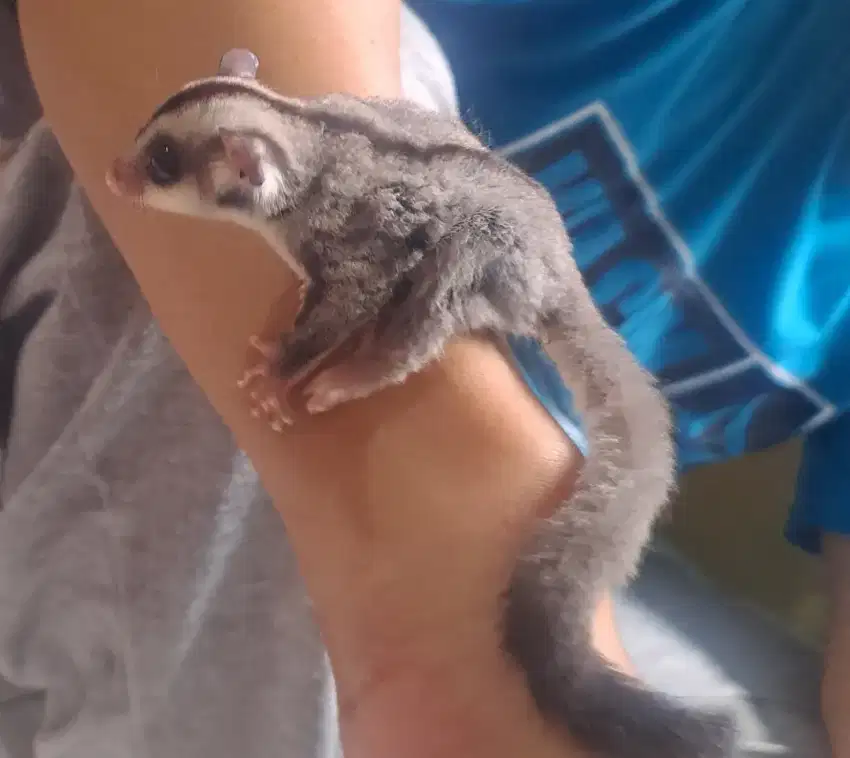 Joey sugar glider classic grey