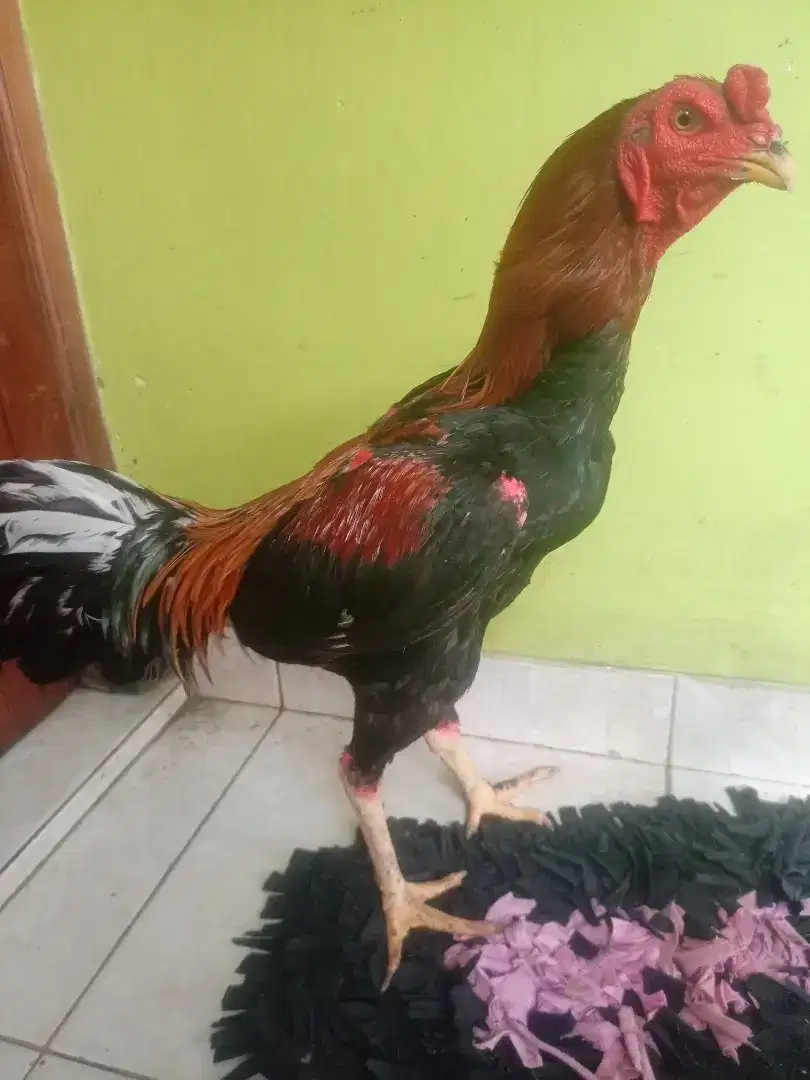 Ayam jago bangkok satria sinekti