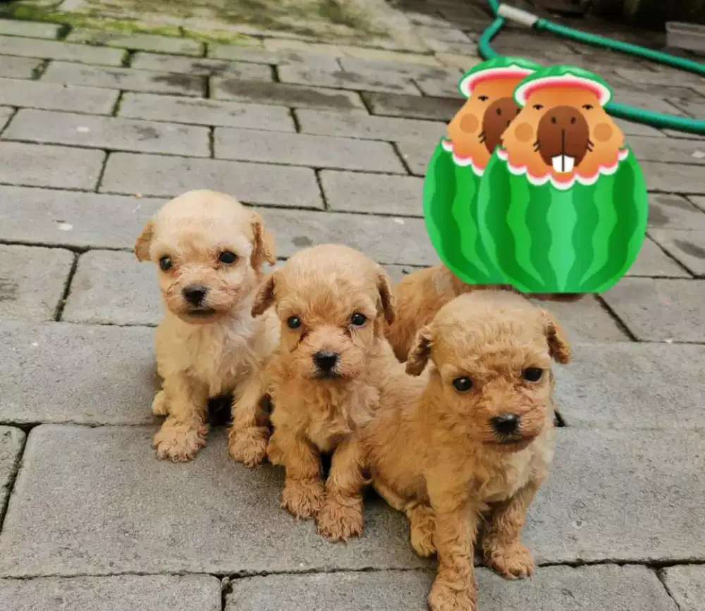 STANBUM VAKSIN ANJING POODLE TOY