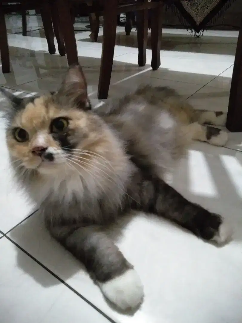 OPEN ADOPT PERSIA CALICO