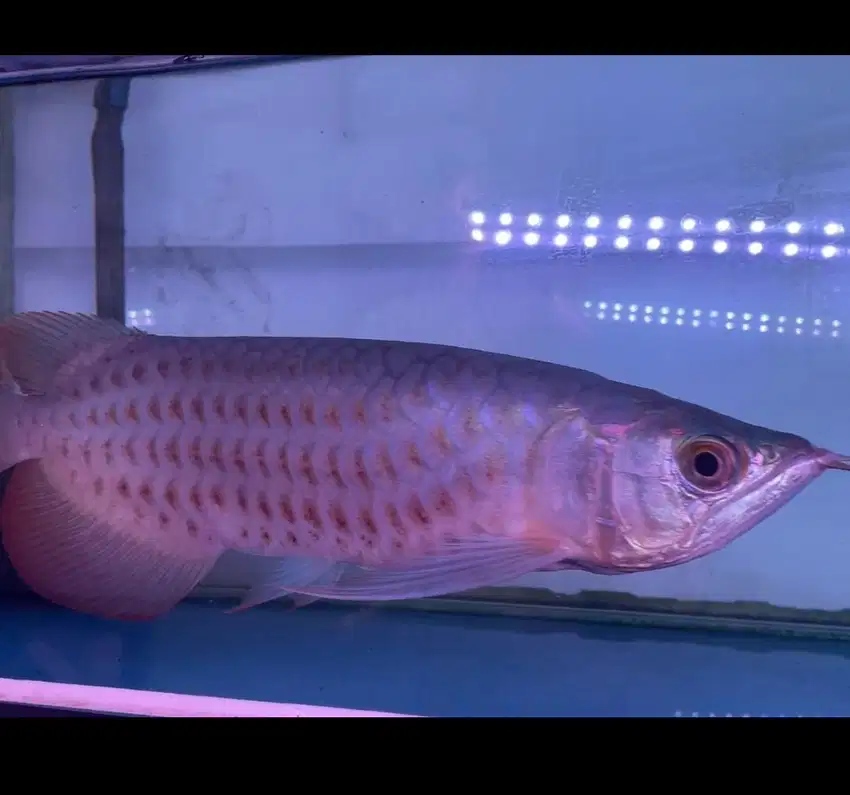 Ikan arwana super red polkadot