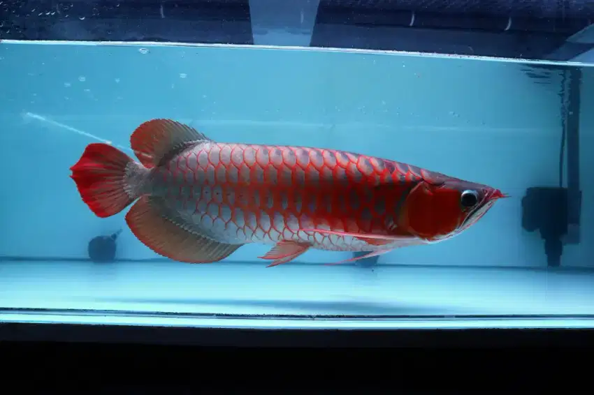 ready ikan arwana super red chili sisik pasir Blocker lanjut tanning