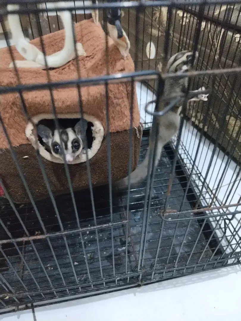 Sugar glider jantan