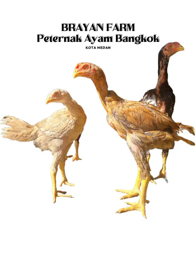 Ayam Bangkok ekor lidi