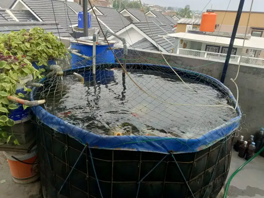 Kolam vat dan ikan koi