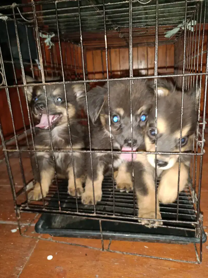 Di Jual Anakan Anjing (Jenis anjing kecil Tidak Bisa Besar)