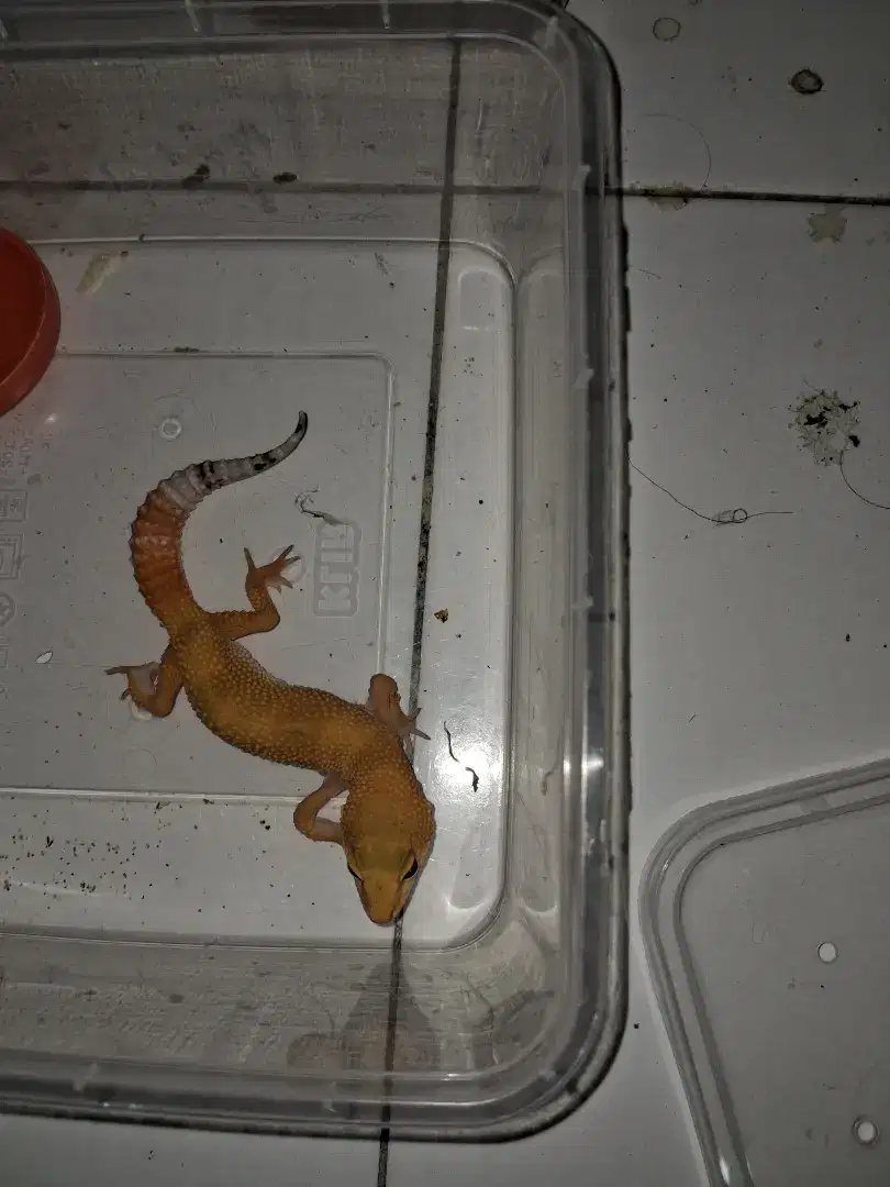 Leopard gecko warna orange