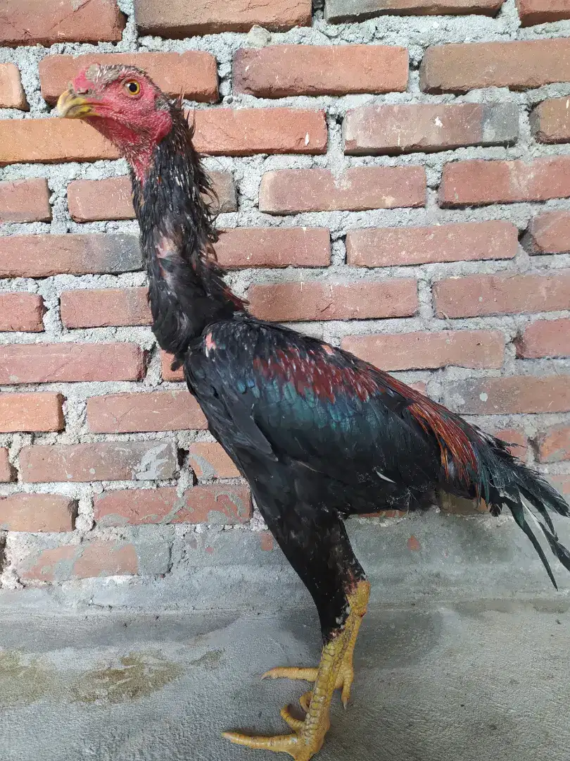 Ayam siam Garuda