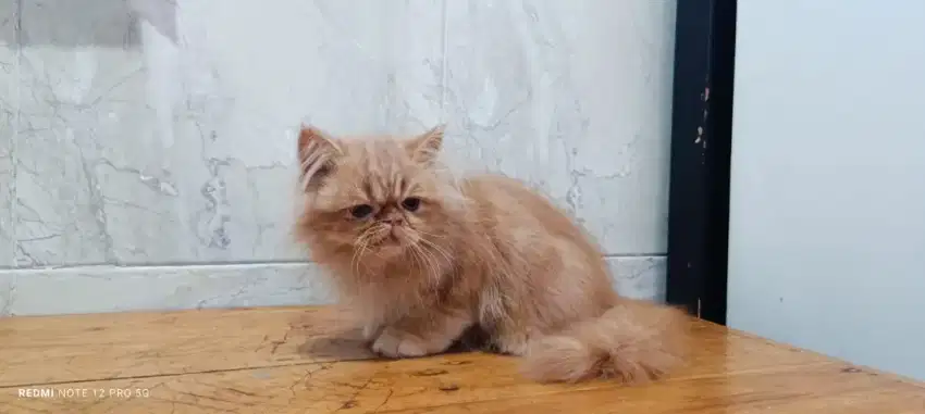 Anakan kucing/kitten peaknose longhair JANTAN